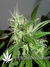 Arjan's Ultra Haze №2 fem - семена конопли от Green House Seeds