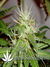 Arjan's Ultra Haze №2 fem - семена конопли от Green House Seeds