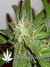 Arjan's Ultra Haze №2 fem - семена конопли от Green House Seeds