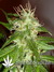 Arjan's Ultra Haze №2 fem - семена конопли от Green House Seeds