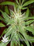 Arjan's Ultra Haze №2 fem - семена конопли от Green House Seeds