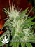 Arjan's Ultra Haze №2 fem - семена конопли от Green House Seeds