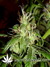 Arjan's Ultra Haze №2 fem - семена конопли от Green House Seeds