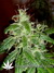 Arjan's Ultra Haze №2 fem - семена конопли от Green House Seeds