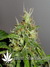 Arjan's Ultra Haze №2 fem - семена конопли от Green House Seeds