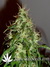 Arjan's Ultra Haze №2 fem - семена конопли от Green House Seeds