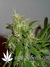Arjan's Ultra Haze №2 fem - семена конопли от Green House Seeds