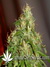 Arjan's Ultra Haze №2 fem - семена конопли от Green House Seeds