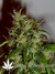 Arjan's Ultra Haze №2 fem - семена конопли от Green House Seeds