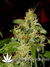 Arjan's Ultra Haze №2 fem - семена конопли от Green House Seeds
