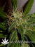 Arjan's Ultra Haze №2 fem - семена конопли от Green House Seeds