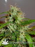 Arjan's Ultra Haze №2 fem - семена конопли от Green House Seeds