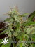 Arjan's Ultra Haze №2 fem - семена конопли от Green House Seeds