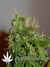 Arjan's Ultra Haze №2 fem - семена конопли от Green House Seeds