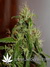 Arjan's Ultra Haze №2 fem - семена конопли от Green House Seeds