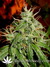 Arjan's Ultra Haze №2 fem - семена конопли от Green House Seeds