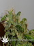 Arjan's Ultra Haze №2 fem - семена конопли от Green House Seeds