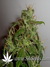 Arjan's Ultra Haze №2 fem - семена конопли от Green House Seeds