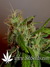 Arjan's Ultra Haze №2 fem - семена конопли от Green House Seeds