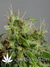Arjan's Ultra Haze №2 fem - семена конопли от Green House Seeds