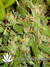 Arjan's Ultra Haze №2 fem - семена конопли от Green House Seeds