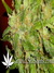 Arjan's Ultra Haze №2 fem - семена конопли от Green House Seeds