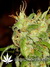 Arjan's Ultra Haze №2 fem - семена конопли от Green House Seeds