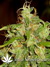 Arjan's Ultra Haze №2 fem - семена конопли от Green House Seeds