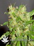 Arjan's Ultra Haze №2 fem - семена конопли от Green House Seeds