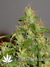 Arjan's Ultra Haze №2 fem - семена конопли от Green House Seeds