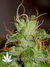 Arjan's Ultra Haze №2 fem - семена конопли от Green House Seeds
