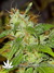 Arjan's Ultra Haze №2 fem - семена конопли от Green House Seeds