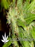 Arjan's Ultra Haze №2 fem - семена конопли от Green House Seeds