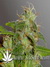 Arjan's Ultra Haze №2 fem - семена конопли от Green House Seeds