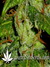 Arjan's Ultra Haze №2 fem - семена конопли от Green House Seeds