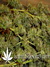Arjan's Ultra Haze №2 fem - семена конопли от Green House Seeds