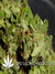 Arjan's Ultra Haze №2 fem - семена конопли от Green House Seeds