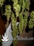 Arjan's Ultra Haze №2 fem - семена конопли от Green House Seeds
