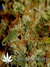 Arjan's Ultra Haze №2 fem - семена конопли от Green House Seeds