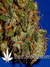 Arjan's Ultra Haze №2 fem - семена конопли от Green House Seeds