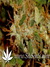 Arjan's Ultra Haze №2 fem - семена конопли от Green House Seeds