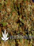 Arjan's Ultra Haze №2 fem - семена конопли от Green House Seeds