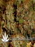 Arjan's Ultra Haze №2 fem - семена конопли от Green House Seeds