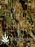 Arjan's Ultra Haze №2 fem - семена конопли от Green House Seeds