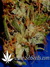 Arjan's Ultra Haze №2 fem - семена конопли от Green House Seeds