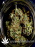 Arjan's Ultra Haze №2 fem - семена конопли от Green House Seeds