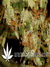 Arjan's Ultra Haze №2 fem - семена конопли от Green House Seeds