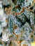 Arjan's Ultra Haze №2 fem - семена конопли от Green House Seeds