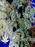 Arjan's Ultra Haze №2 fem - семена конопли от Green House Seeds