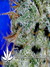 Arjan's Ultra Haze №2 fem - семена конопли от Green House Seeds